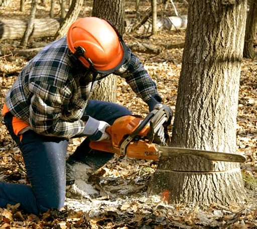 Tree Removal in Maple Mount, KY